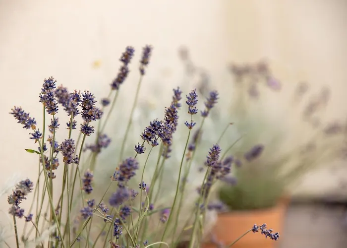 Apartman Panorama Studio *